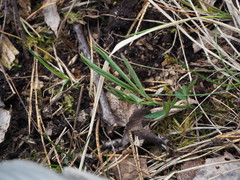 Lathyrus linifolius montanus