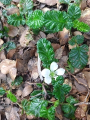 Rubus geoides