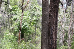 Eucalyptus moluccana