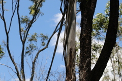 Eucalyptus moluccana