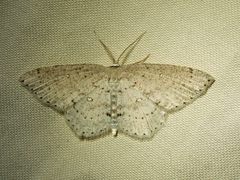 Cyclophora pendulinaria