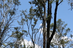 Eucalyptus moluccana