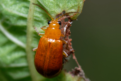 Aulacophora abdominalis