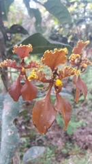 Cyrtochilum trifurcatum