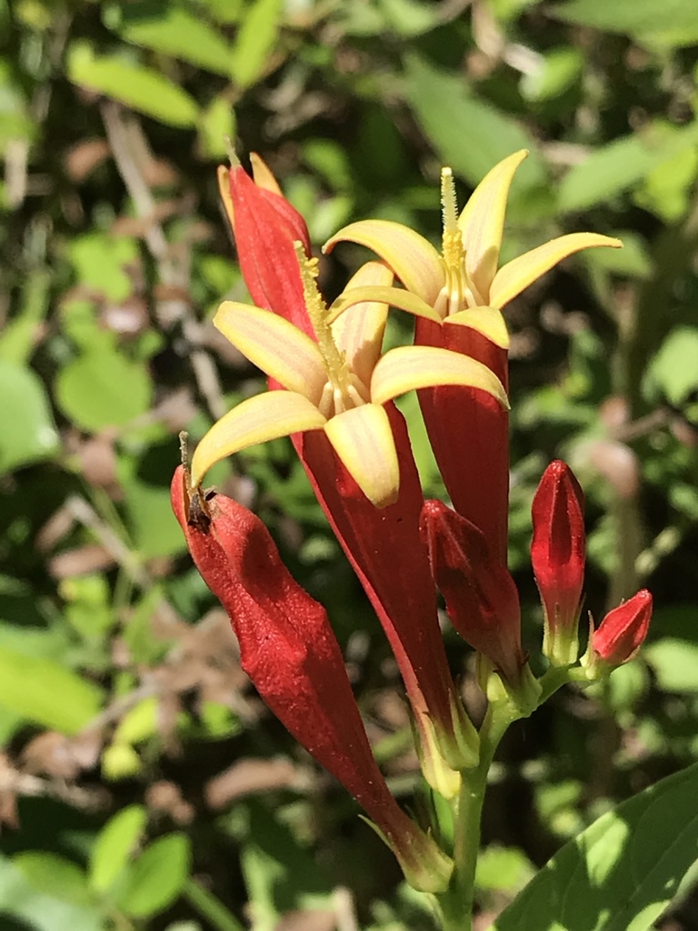 Spigelia marilandica, Jasper, TX 75951, Jasper, TX, US