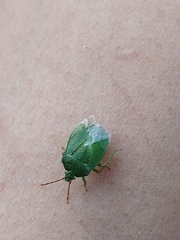 Sinopla perpunctatus