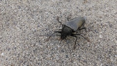 Callergates gaillardoti