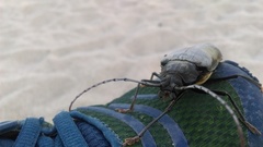 Callergates gaillardoti