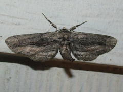 Holochroa dissociarius