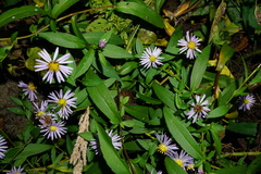 Symphyotrichum × versicolor