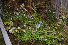 Symphyotrichum × versicolor