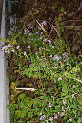 Symphyotrichum × versicolor