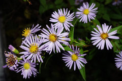 Symphyotrichum × versicolor