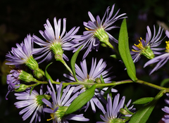 Symphyotrichum × versicolor