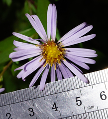 Symphyotrichum × versicolor