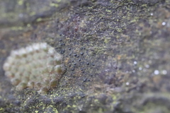 Pseudosagedia aenea