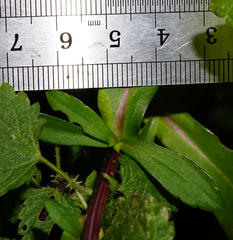 Symphyotrichum × versicolor