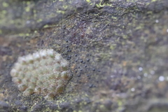 Pseudosagedia aenea