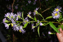 Symphyotrichum × versicolor