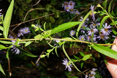 Symphyotrichum × versicolor