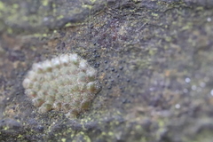 Pseudosagedia aenea