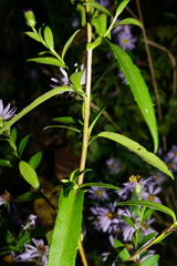 Symphyotrichum × versicolor