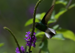 Microchera cupreiceps