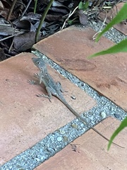 Anolis hispaniolae