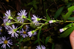 Symphyotrichum × versicolor
