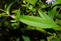 Symphyotrichum × versicolor