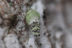 Luffia ferchaultella