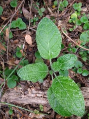 Adenocaulon chilense