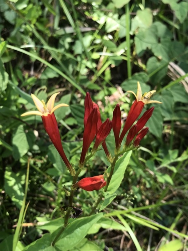 Spigelia marilandica
