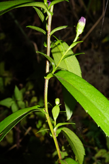 Symphyotrichum × versicolor