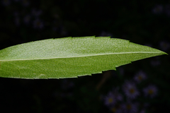 Symphyotrichum × versicolor