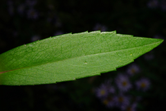 Symphyotrichum × versicolor