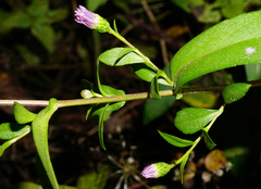 Symphyotrichum × versicolor