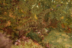 Astrometis sertulifera