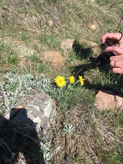 Nothocalais cuspidata