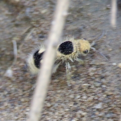 Dasymutilla arachnoides