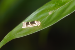Antaeotricha renselariana
