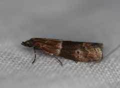 Moodna pallidostrinella