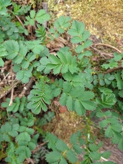 Acaena magellanica