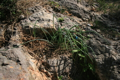 Allium chamaespathum