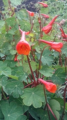 Tropaeolum tuberosum