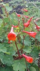 Tropaeolum tuberosum