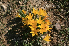 Sternbergia lutea