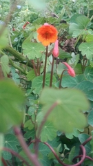 Tropaeolum tuberosum