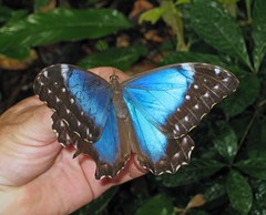 Morpho menelaus menelaus