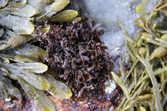 Chondrus crispus